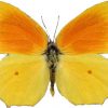 Gonepteryx cleopatra