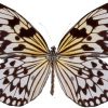 Idaea leuconoe