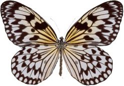 Idaea leuconoe