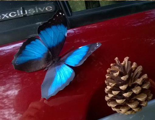Morpho deidamia - immagine 3
