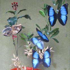 Morpho deidamia