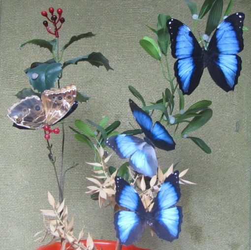 Morpho deidamia