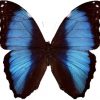 Morpho deidamia