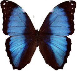 Morpho deidamia