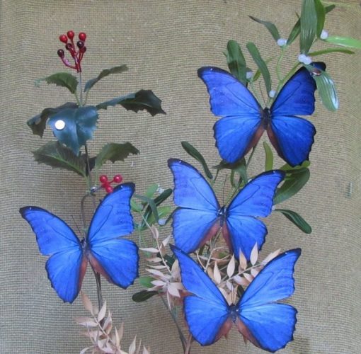 Morpho didius