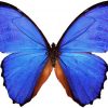 Morpho didius