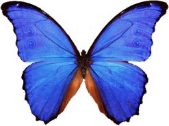 Morpho didius