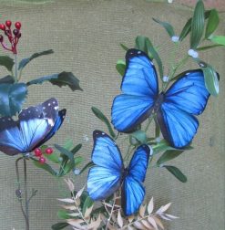 morpho menelaus