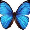 morpho menelaus