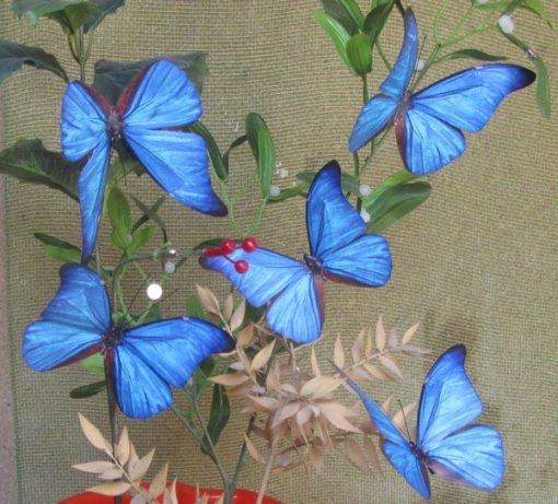 Morpho rhetenor