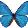 Morpho rhetenor