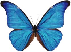 Morpho rhetenor