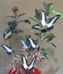 Papilio androgeos