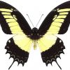 Papilio androgeos