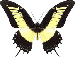 Papilio androgeos