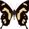 Papilio hesperus