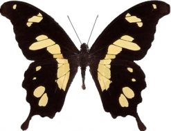 Papilio hesperus