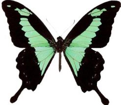 Papilio phorcas