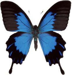 Papilio Ulysses