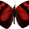 Tememis pulchra