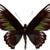 Trogonoptera brookiana Femmina