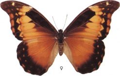 Morpho rhetenor femmina