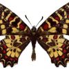 Zerynthia rumina