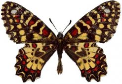 Zerynthia rumina