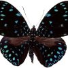 Hamadryas arethusa