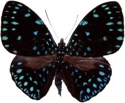 Hamadryas arethusa