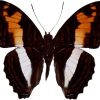 Adelpha plylaca