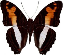 Adelpha plylaca