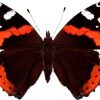 Vanessa atalanta