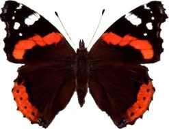 Vanessa atalanta