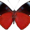 Panacea prola
