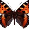 Aglias urticae