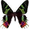 Chrysiridea riphearia