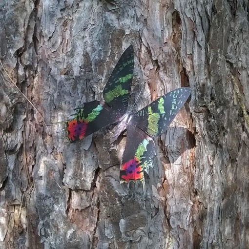 Chrysiridea riphearia - immagine 3