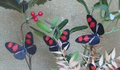 Heliconius melpomene