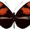 Heliconius melpomene