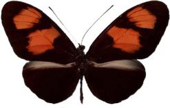 Heliconius melpomene