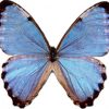 Morpho portis thamyris