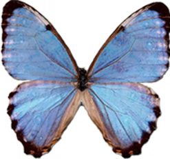 Morpho portis thamyris