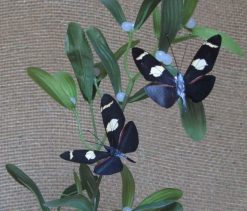 Heliconius doris