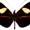 Heliconius doris