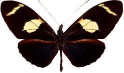 Heliconius doris