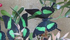 Papilio palinurus daedelus