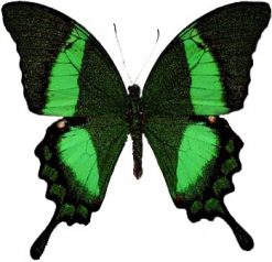 Papilio palinurus daedelus