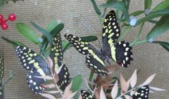 Papilio demodocus