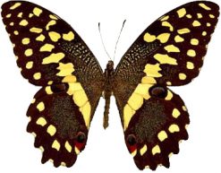 Papilio demodocus